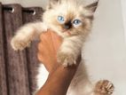 Himalayen Pure Breed