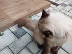 Himalayan Cat