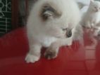 Himalayan kitten