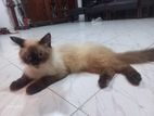 Himalayan Cat