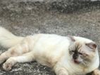 Himalayan Cat