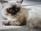 Himalayan Cat