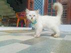 Himalayan Cat