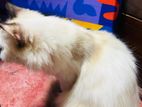 Himalayan Persian Cat