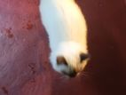 Himalayan Cat