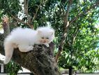 Himaliyan Kittens