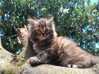 Himaliyan Kittens