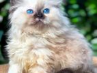Himalayan Persian Kittens