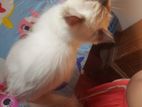 Himalayan Kitten