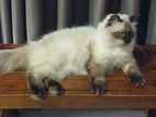 Himalayan Cat