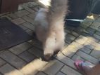 Himalayan Cat