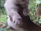 Himalayan Cat