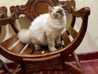 Himalyen kitten
