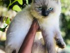 Himalayan Cats