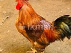Rooster
