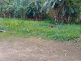 හින්නරන්දෙණියේ ඉඩමක් විකිණීමට