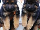 German Shepherd Puppies with FCI