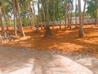 Hirana Panadura Commercial Land Plots for Sale 457 Bus Road