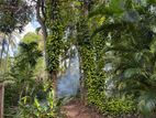 Historic Spice Land in Matale