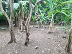 (HL251) 25 Perch Land for Sale in Makola