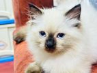 Himalayan Cat