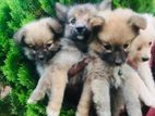 Pomeranian Puppies