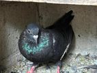 Pigeons