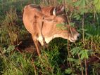 Cows - ගවයා