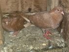Pigeons