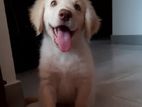 Labrador Puppy