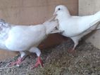 Pigeons