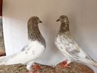 Pigeons