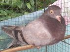 Pigeons