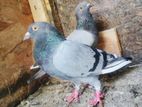 Pigeons