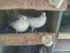 Indian Pigeons