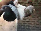 Pigeons