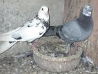 Pigeons