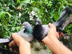 Pigeons