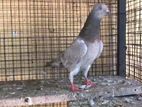 Pigeons