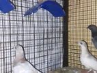 Pigeons