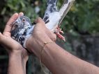 Pigeons