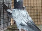 Pigeons