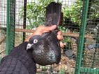 Pigeon