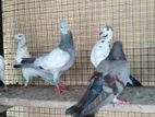 Pigeons