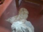 Dog for Kind Home