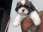 Shih Tzu Puppy