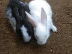 Rabbits