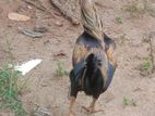 Farm Hen