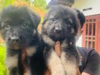 German Shepherd Puppies