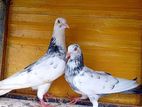 Pigeons